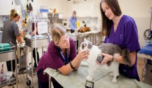 درصد و رتبه قبولی علوم آزمایشگاهی دامپزشکی سراسری 98